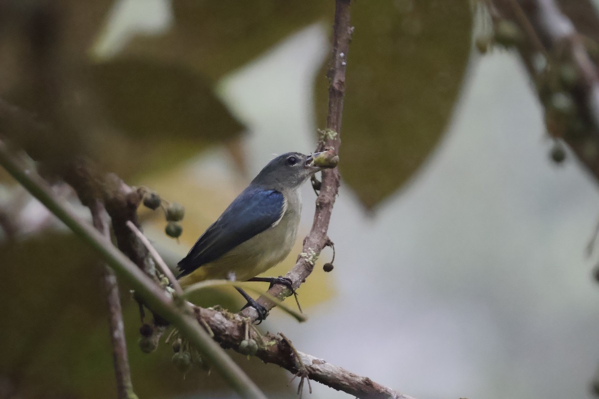 Fire-throated Flowerpecker - ML627858283