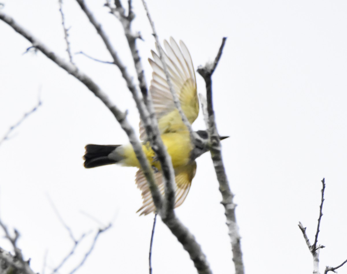 Cassin's Kingbird - ML627858553
