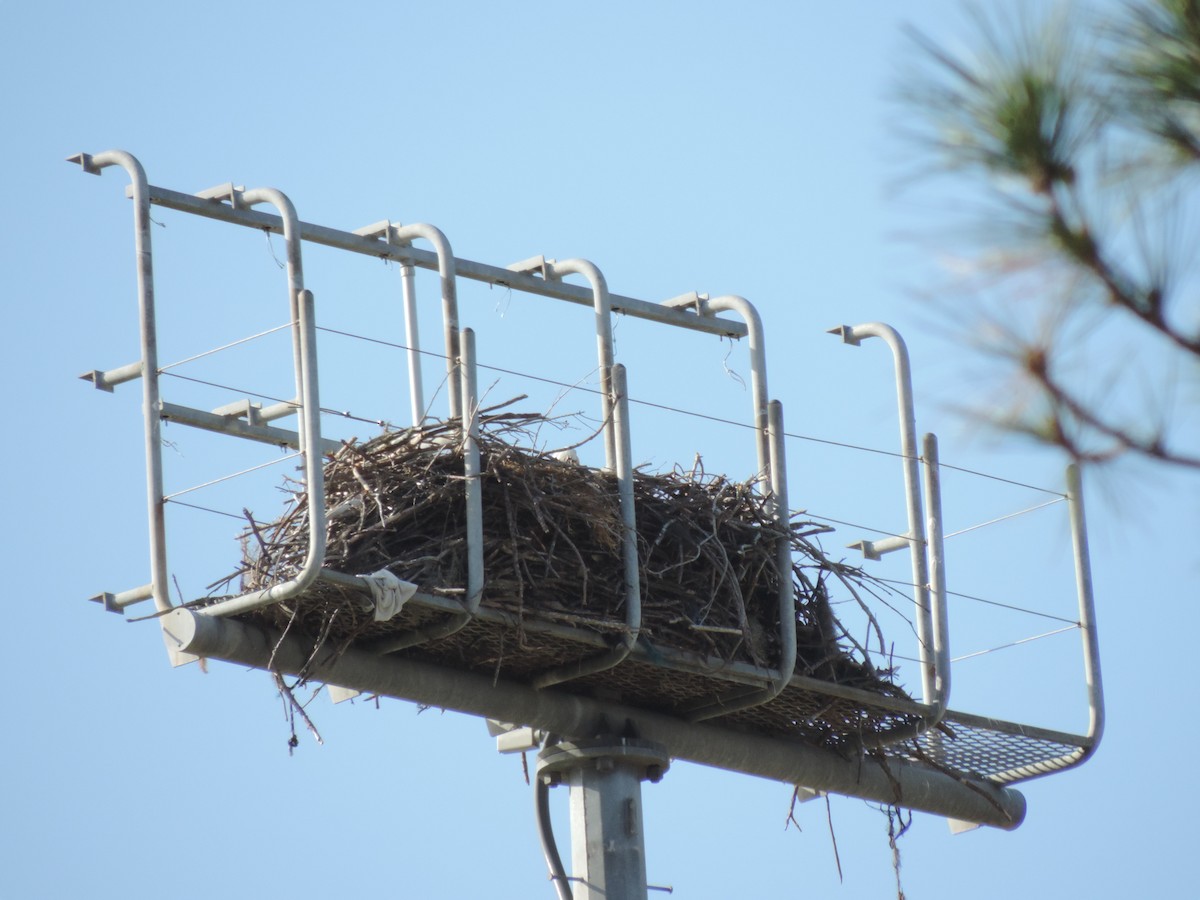 Weißkopf-Seeadler - ML627858570