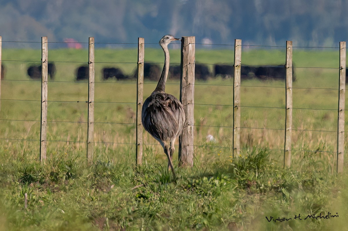 Greater Rhea - ML627858700