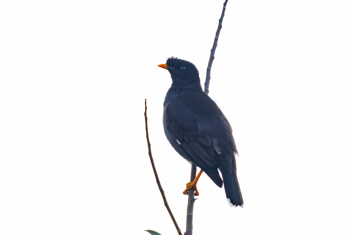 Jungle Myna - ML627858790