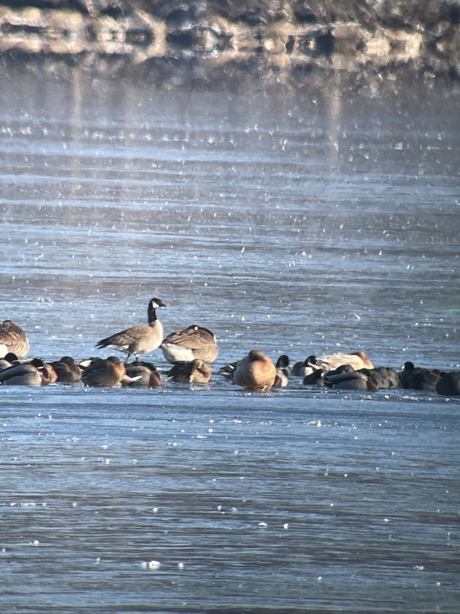 polargås (hutchinsii) - ML627858858