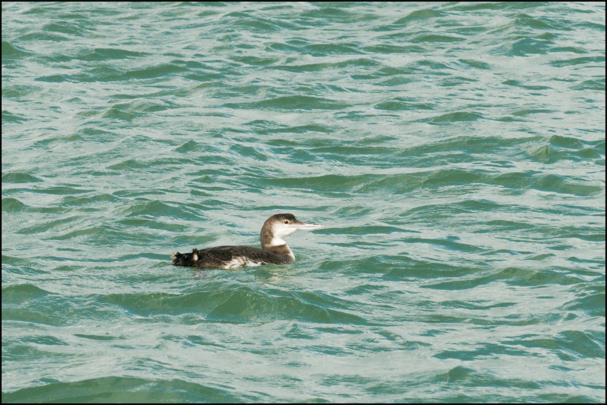 Common Loon - ML627858878
