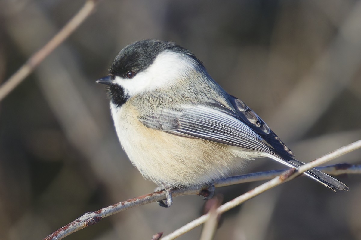 Black-capped Chickadee - ML627858896