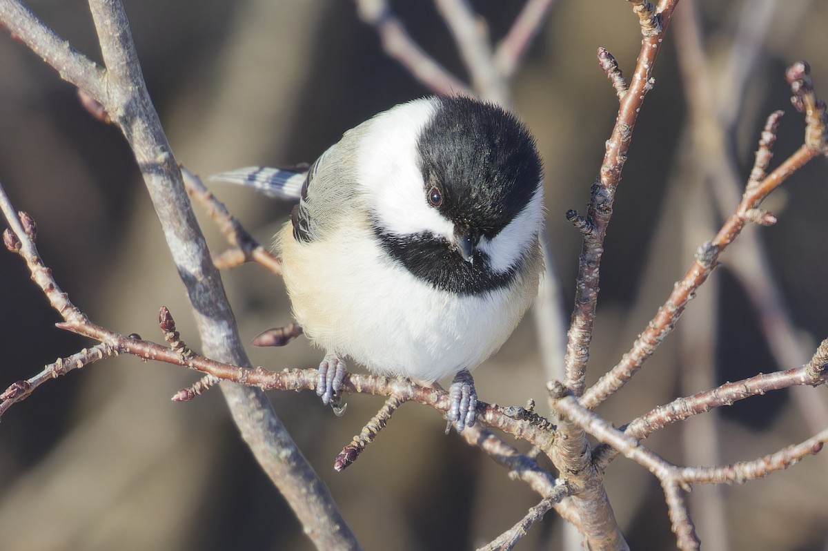 Black-capped Chickadee - ML627858897