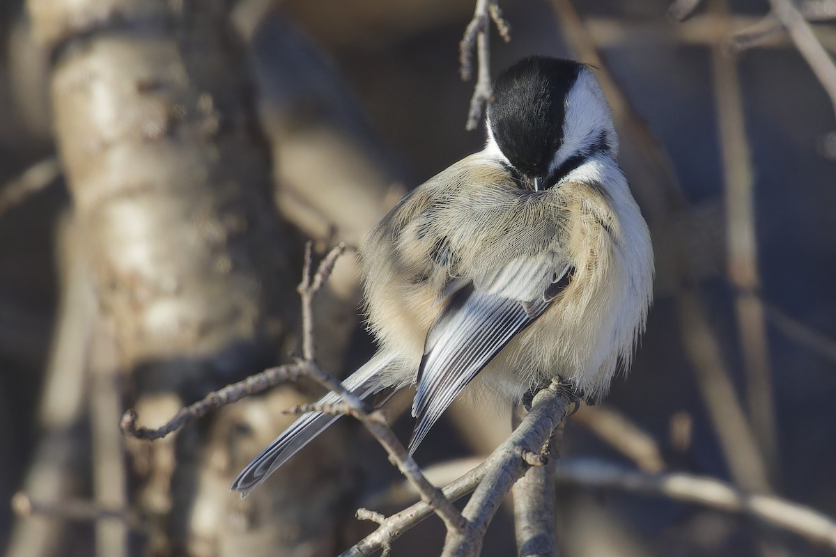 Black-capped Chickadee - ML627858898