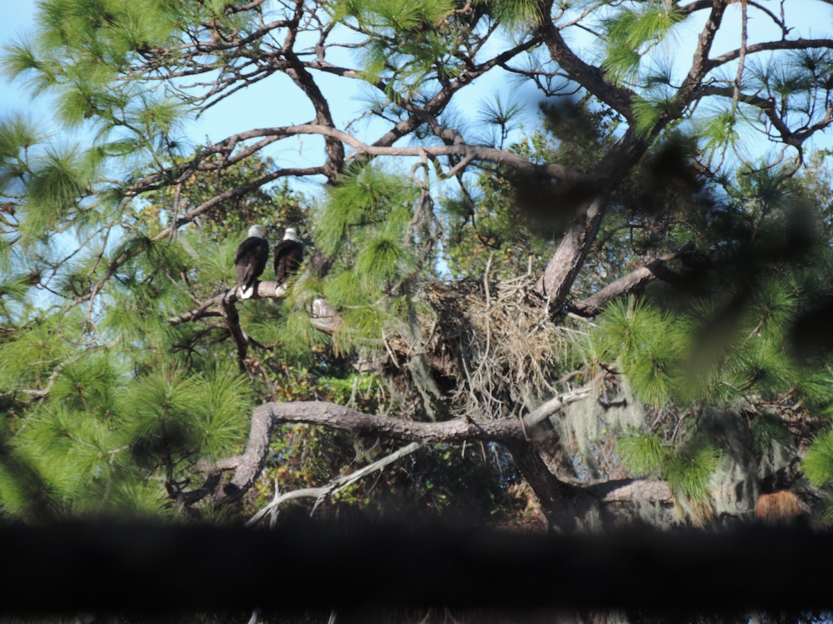 Weißkopf-Seeadler - ML627858900