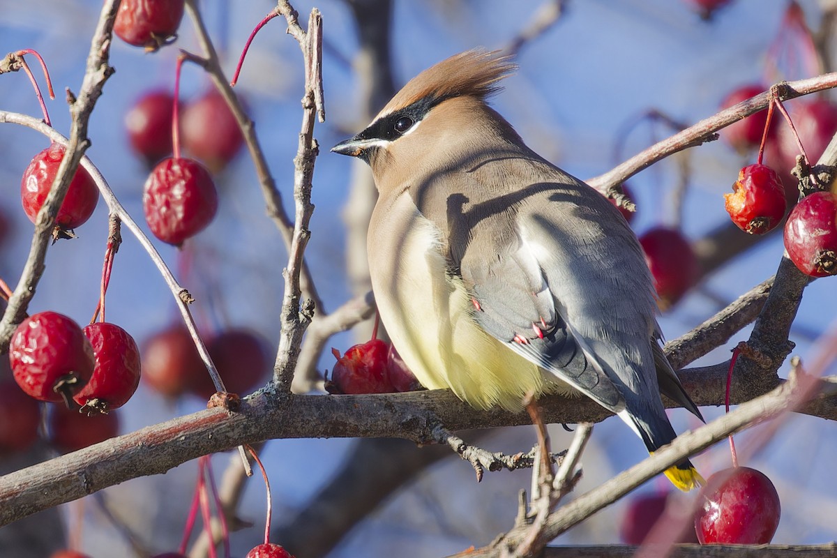 Cedar Waxwing - ML627858904