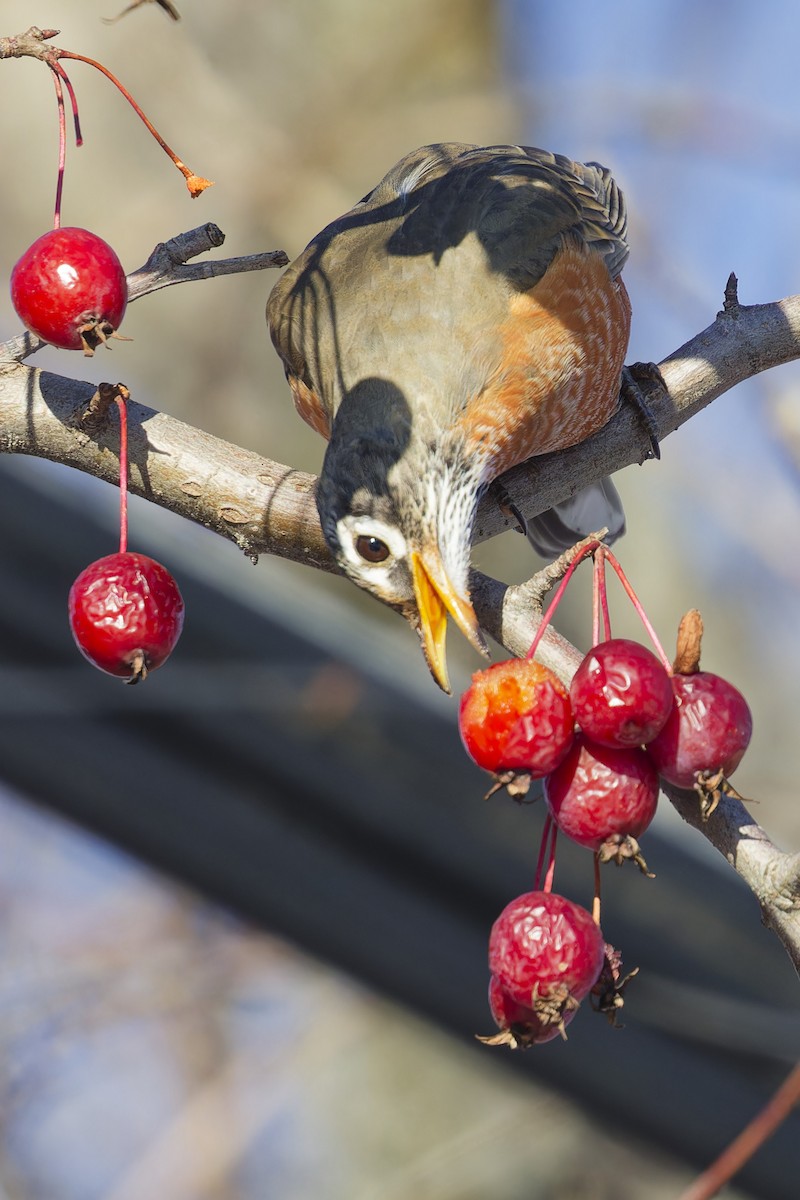 American Robin - ML627858916