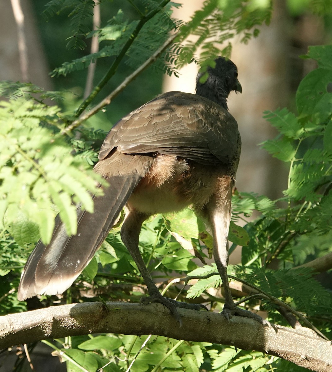 Rufous-vented Chachalaca - ML627858918