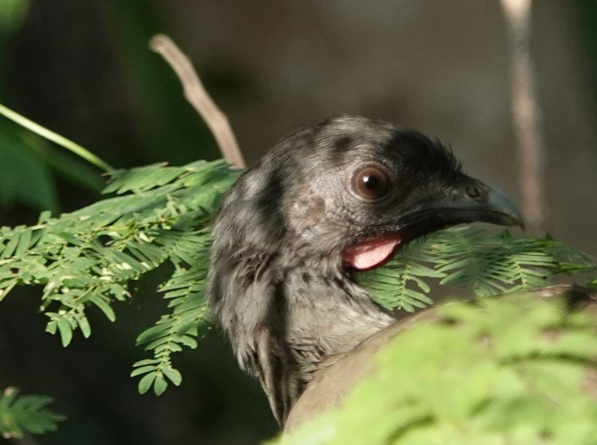 Rufous-vented Chachalaca - ML627858920