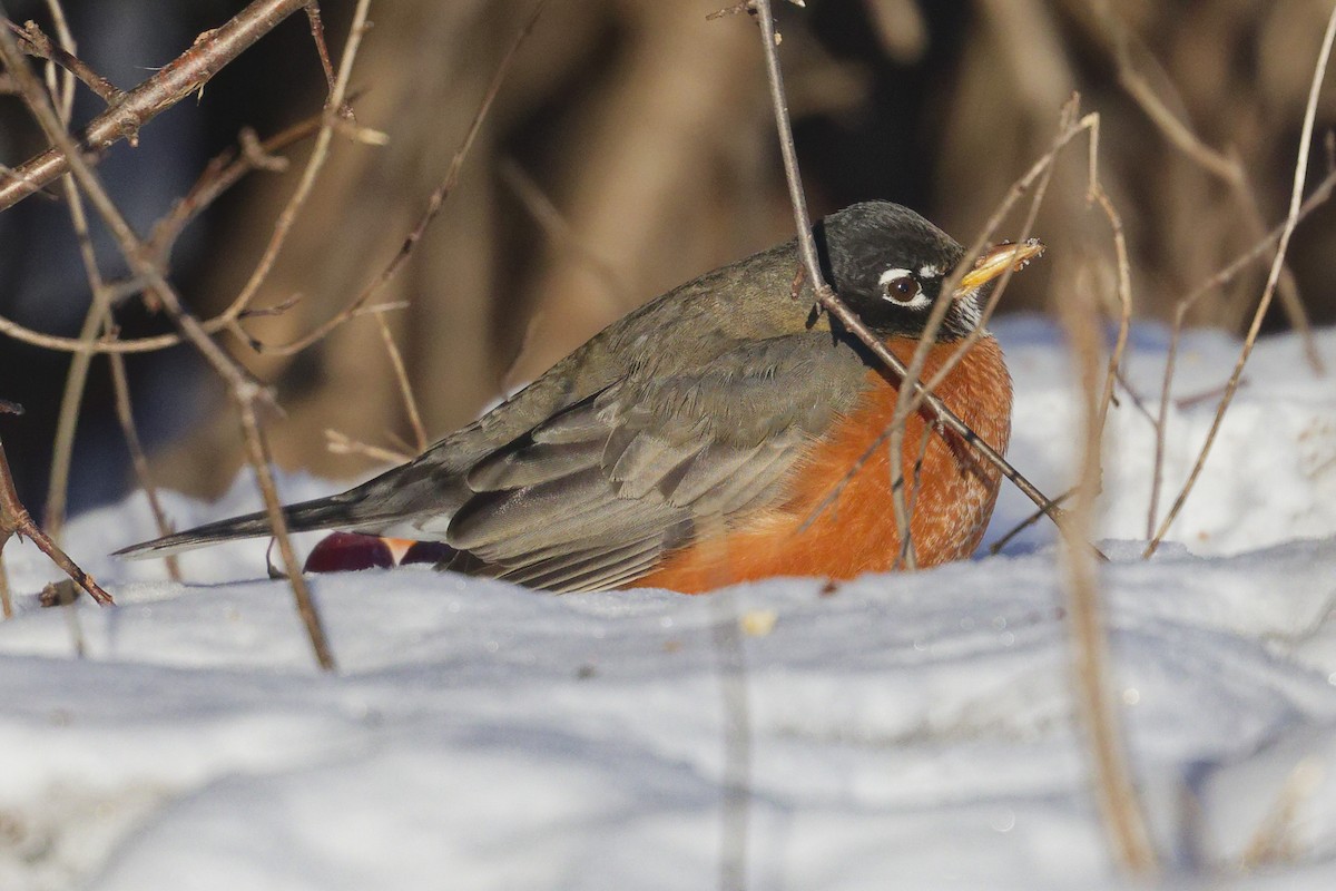 American Robin - ML627858921