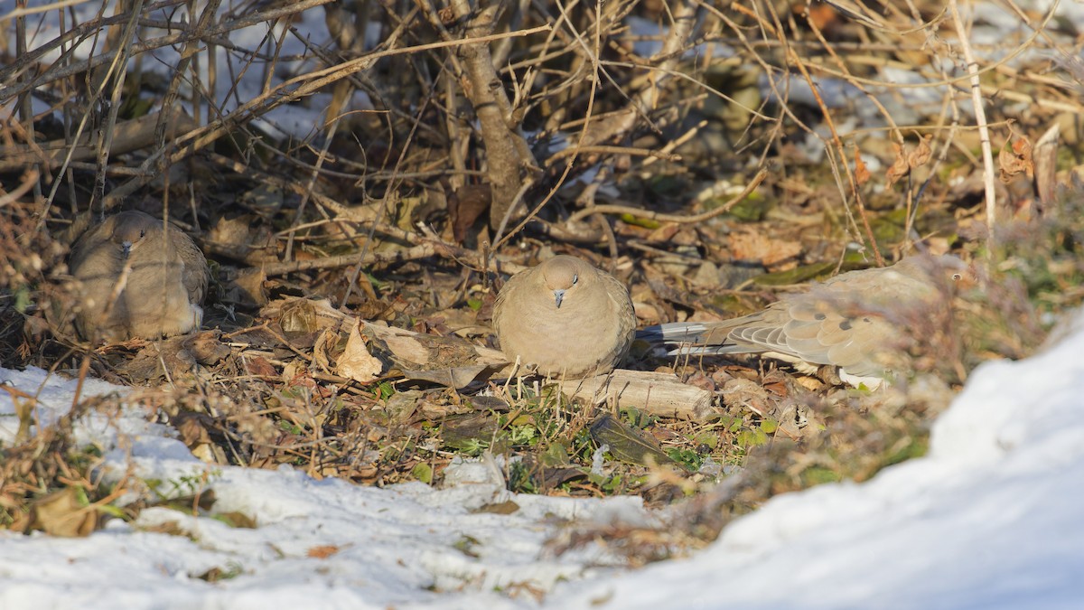 Mourning Dove - ML627858927