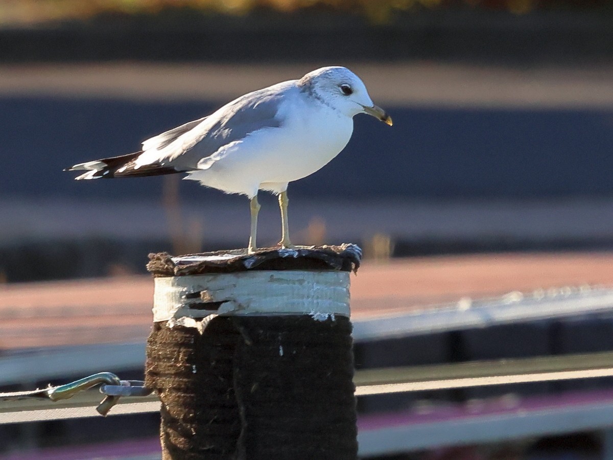 歐亞海鷗(canus) - ML627859054