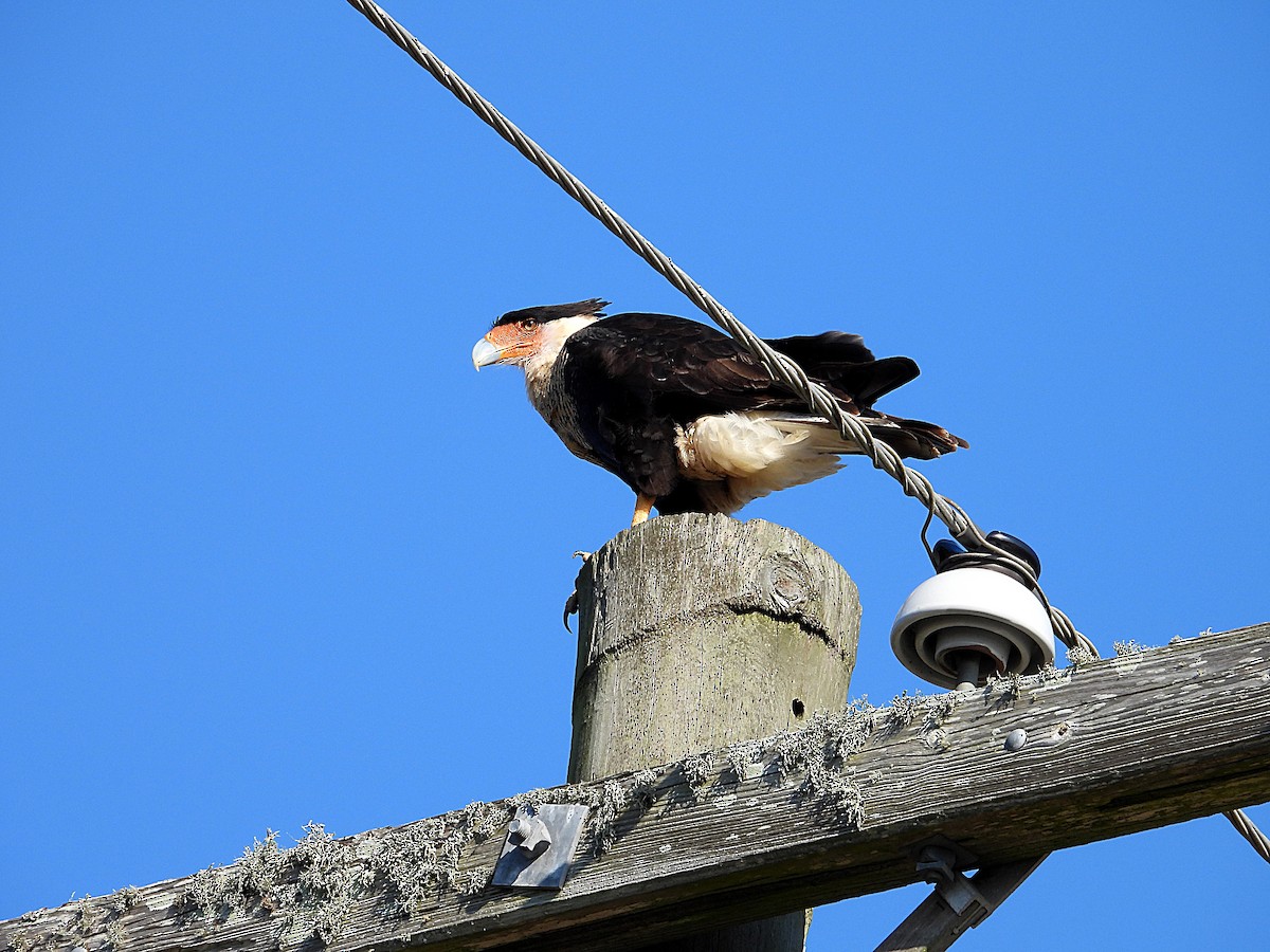 Crested Caracara - ML627859096