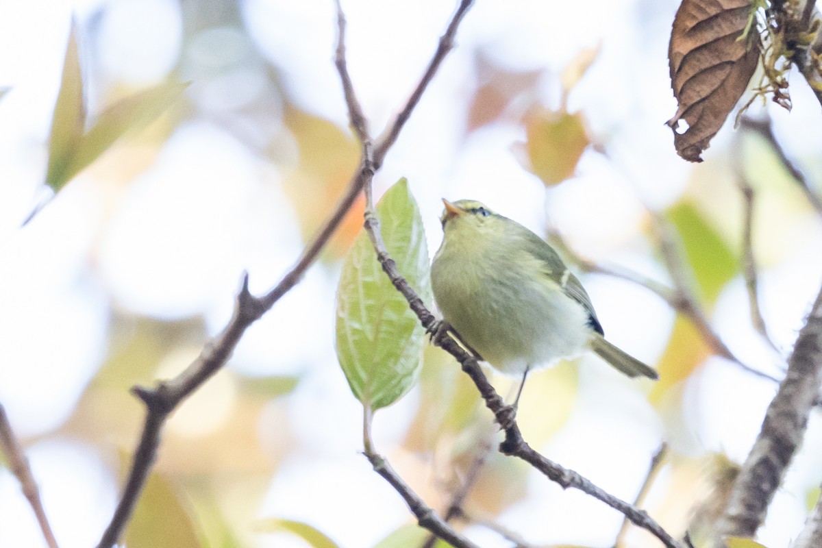 Blyth's Leaf Warbler - ML627859185