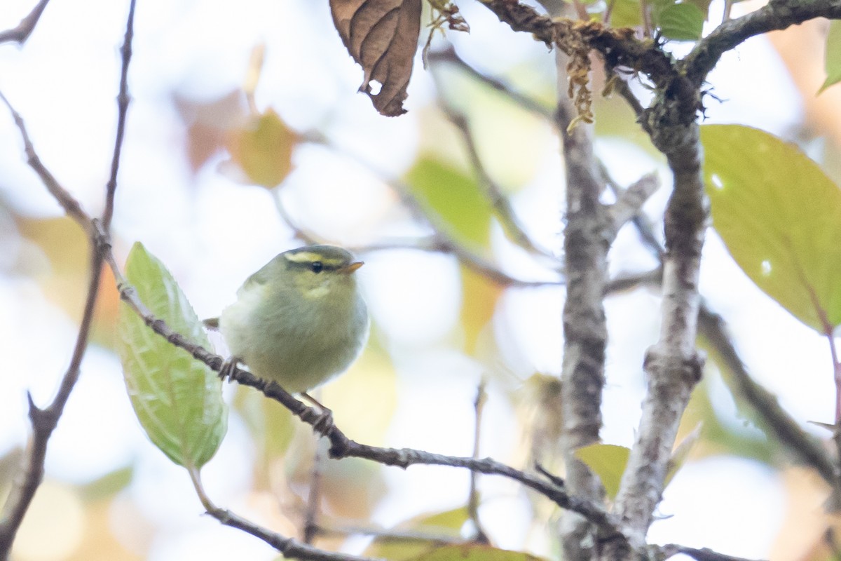 Blyth's Leaf Warbler - ML627859186