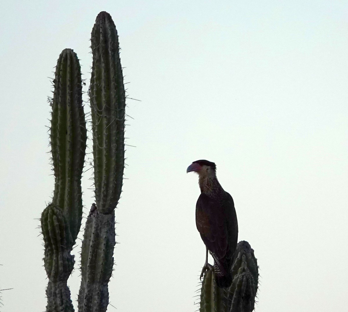 Crested Caracara - ML627859222