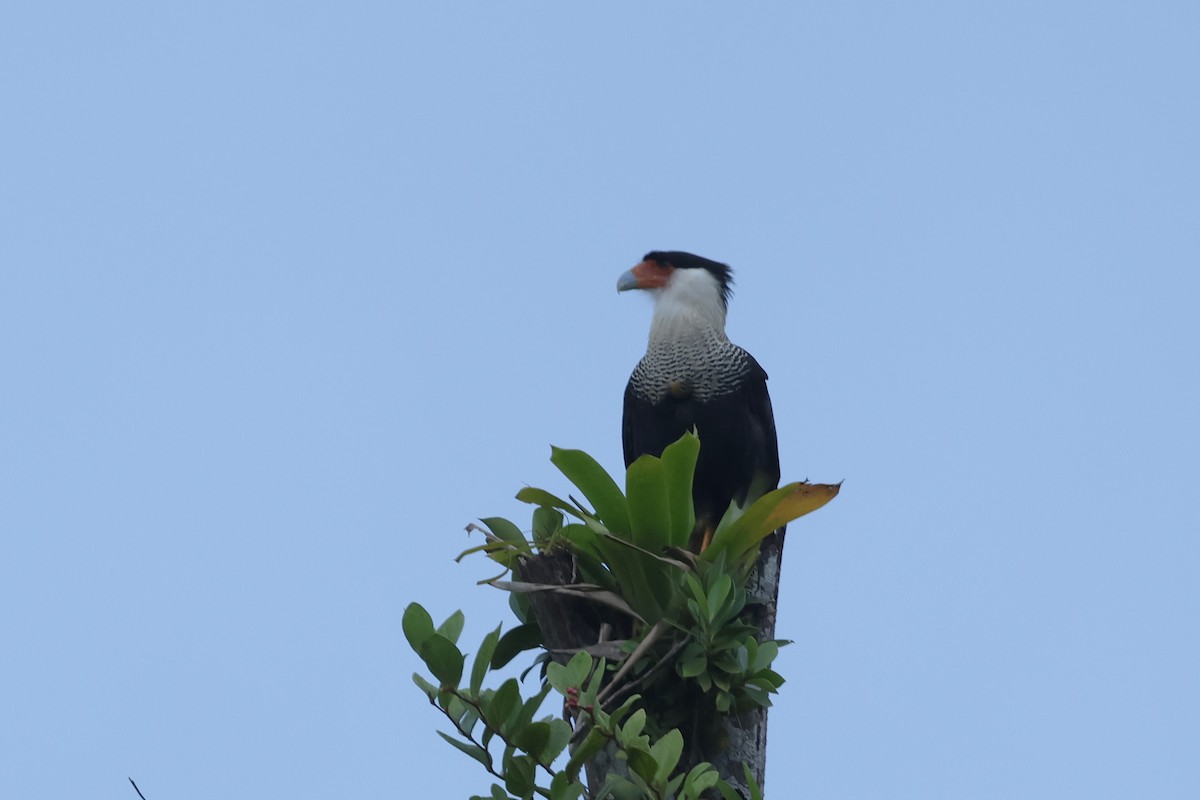 Crested Caracara - ML627859243