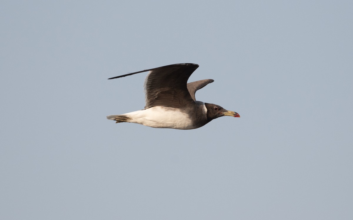 Sooty Gull - ML627859298