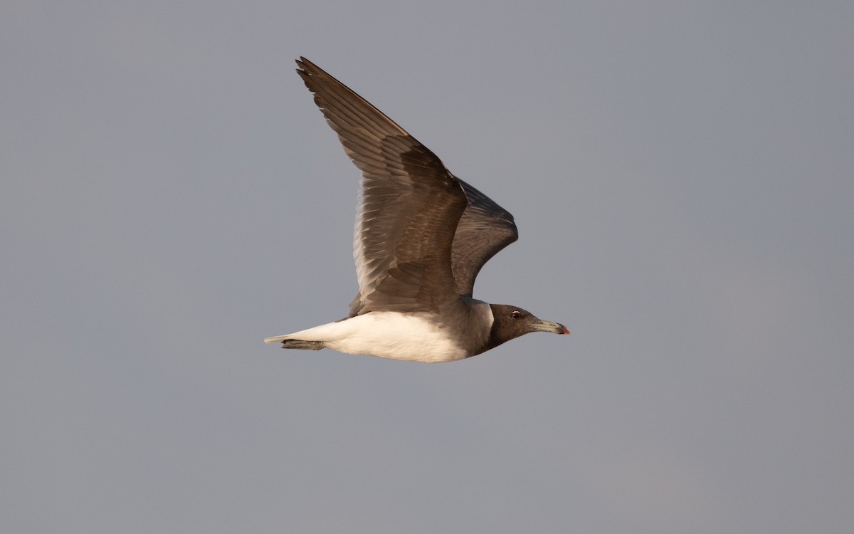 Sooty Gull - ML627859299