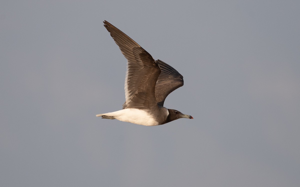 Sooty Gull - ML627859300