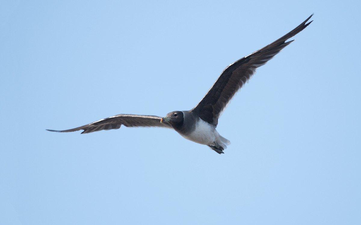 Sooty Gull - ML627859302