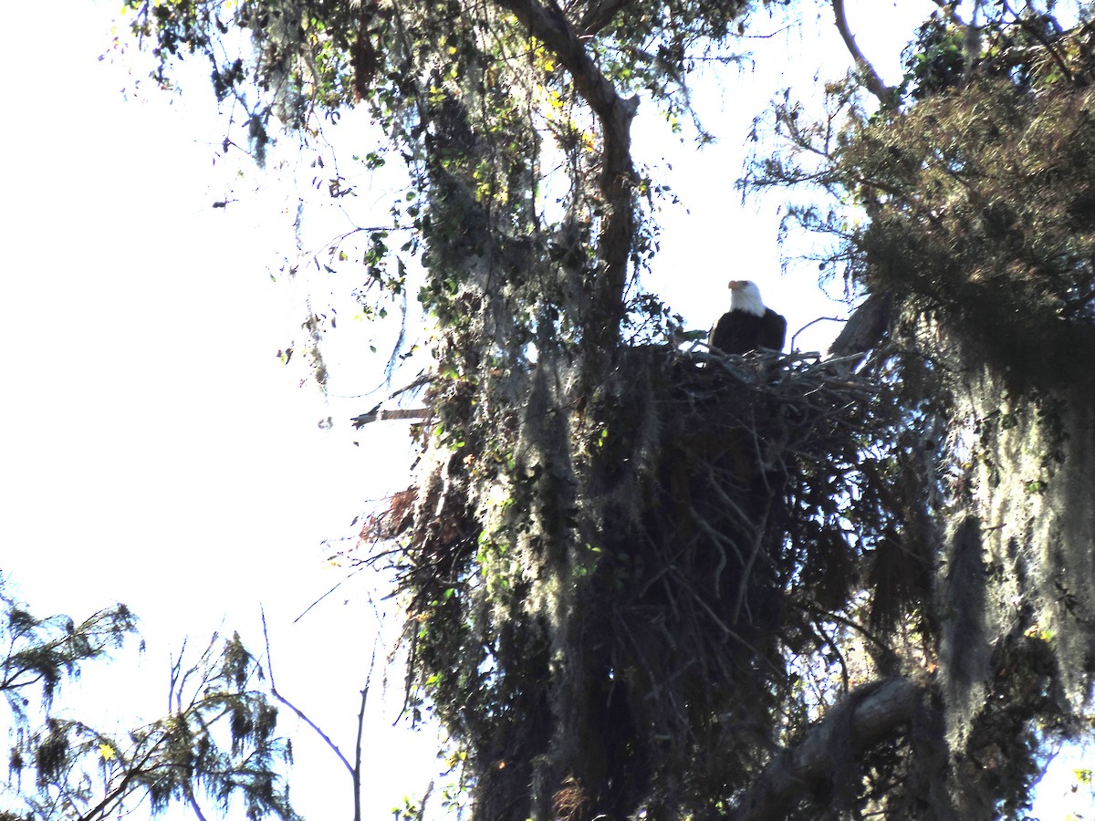 Weißkopf-Seeadler - ML627859330