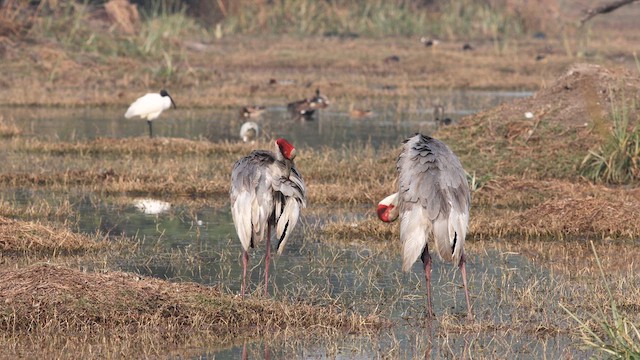 Sarus Crane - ML627859332