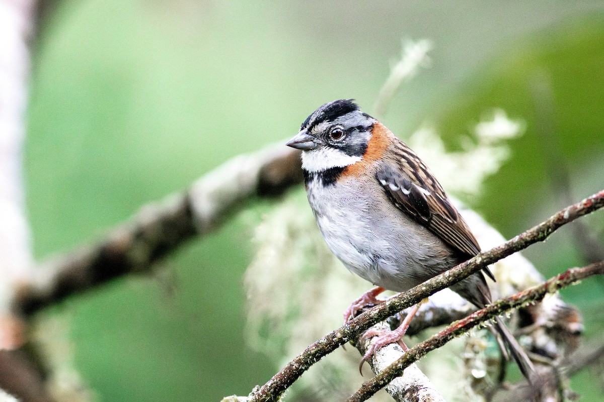 Rufous-collared Sparrow - ML627859405