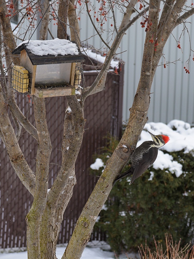 Pileated Woodpecker - ML627859472