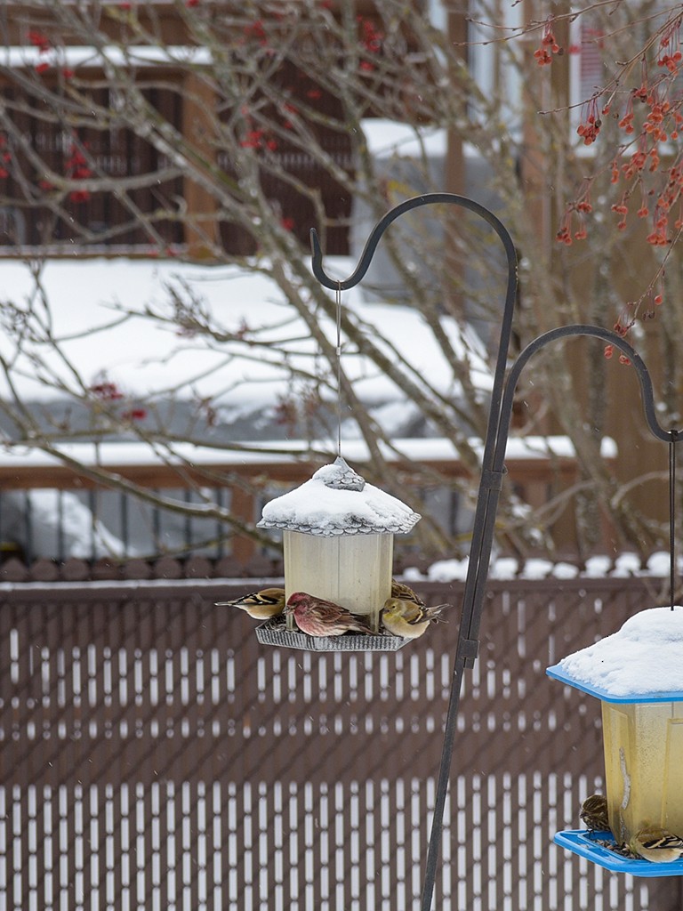 Purple Finch - ML627859481