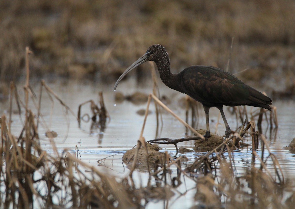 ibis hnědý - ML627859484