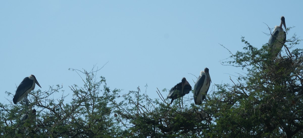 Marabou Stork - ML627859580