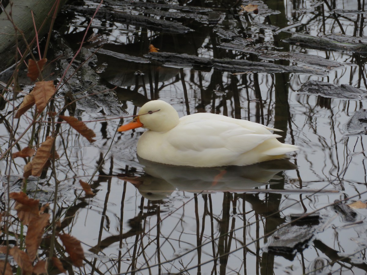 duck sp. - ML627859595