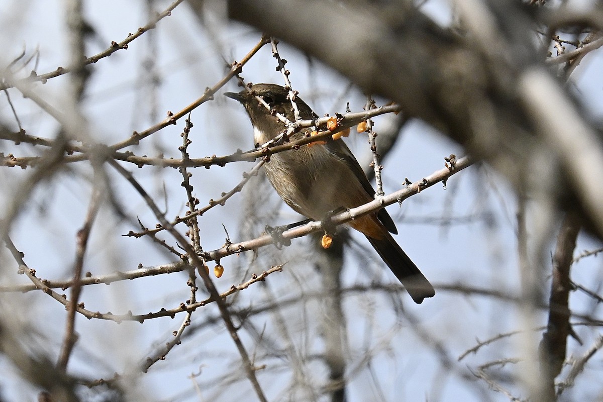 White-throated Redstart - ML627859608