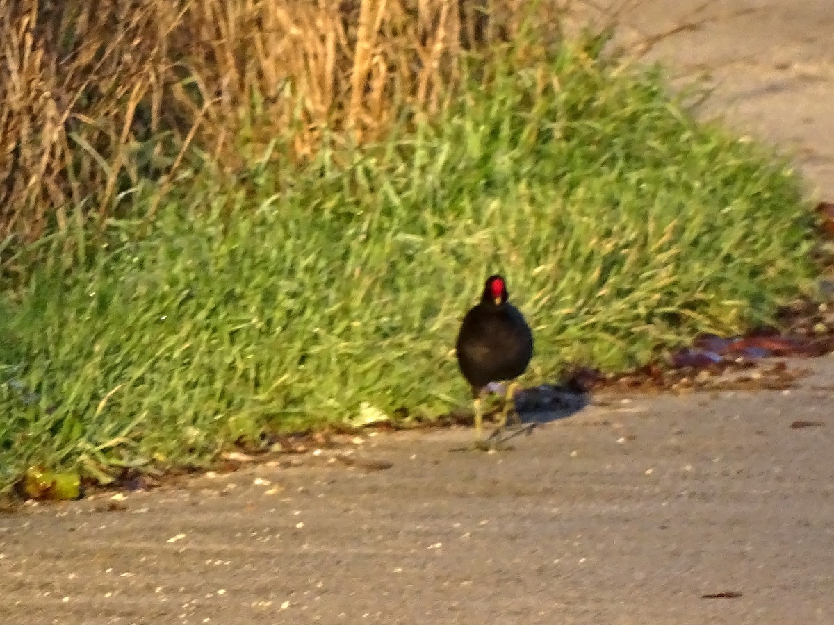 Eurasian Moorhen - ML627859657