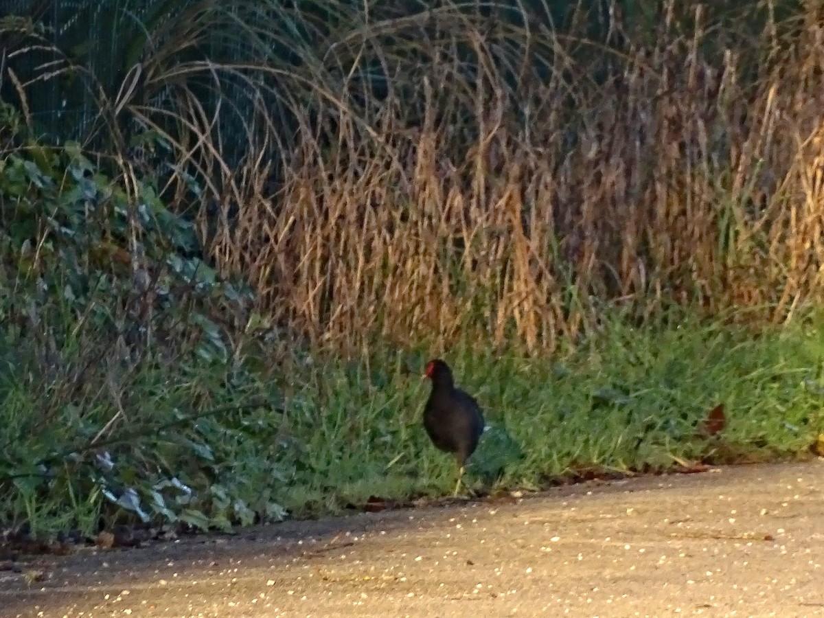 Eurasian Moorhen - ML627859659