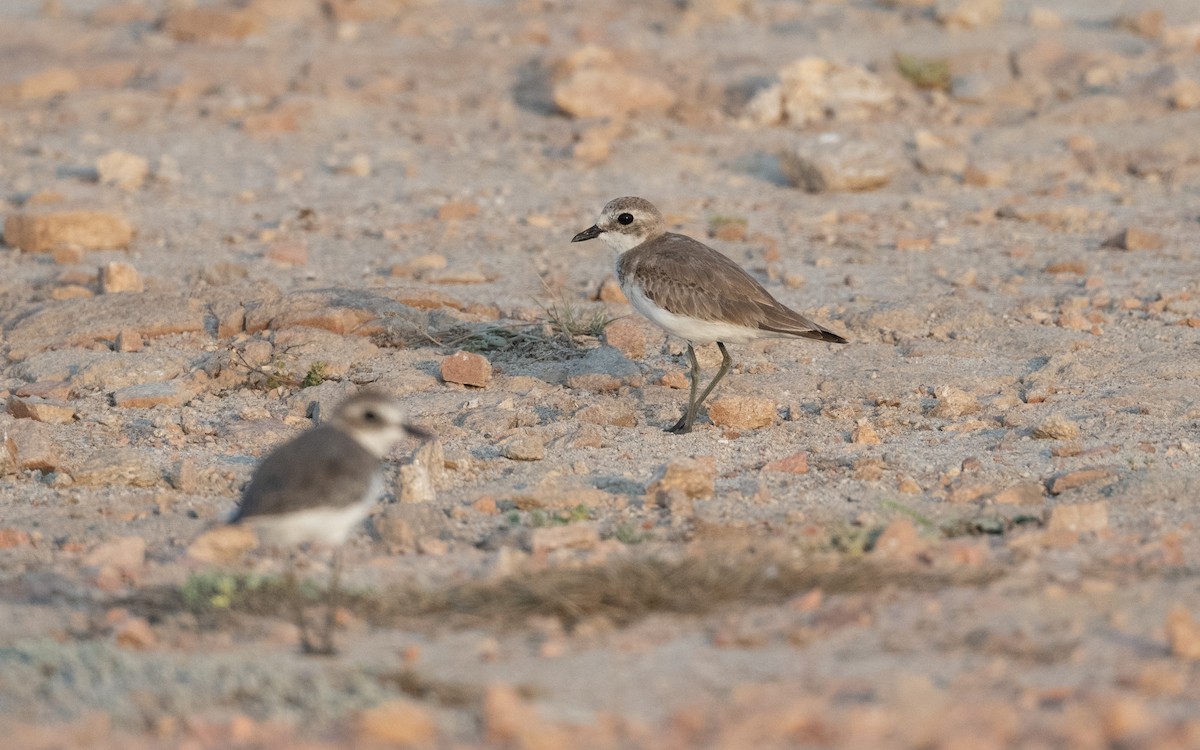 Tibetan Sand-Plover - ML627859670