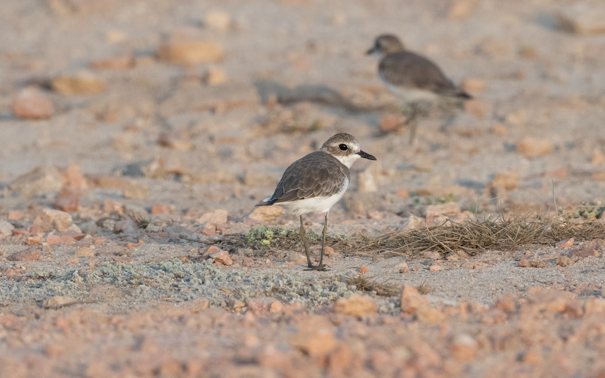 Tibetan Sand-Plover - ML627859671