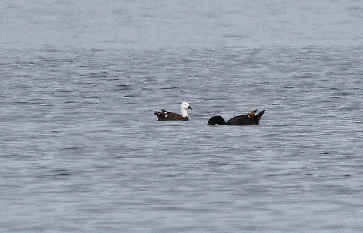 Paradise Shelduck - ML627859820