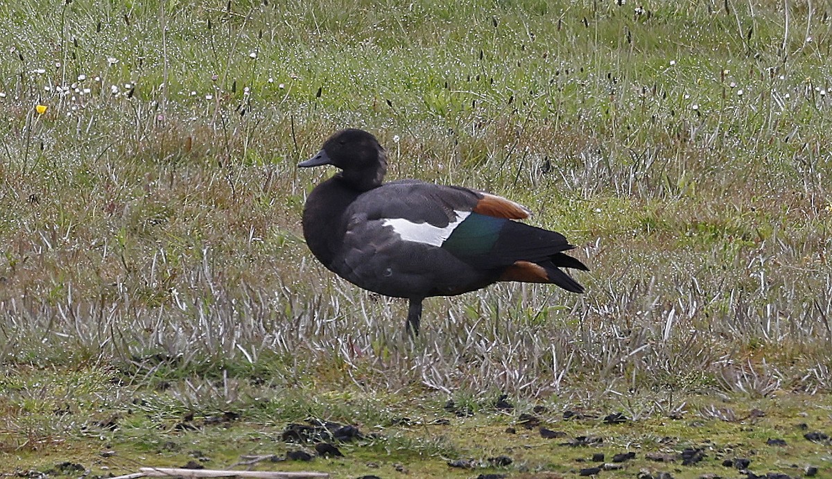 Paradise Shelduck - ML627859857