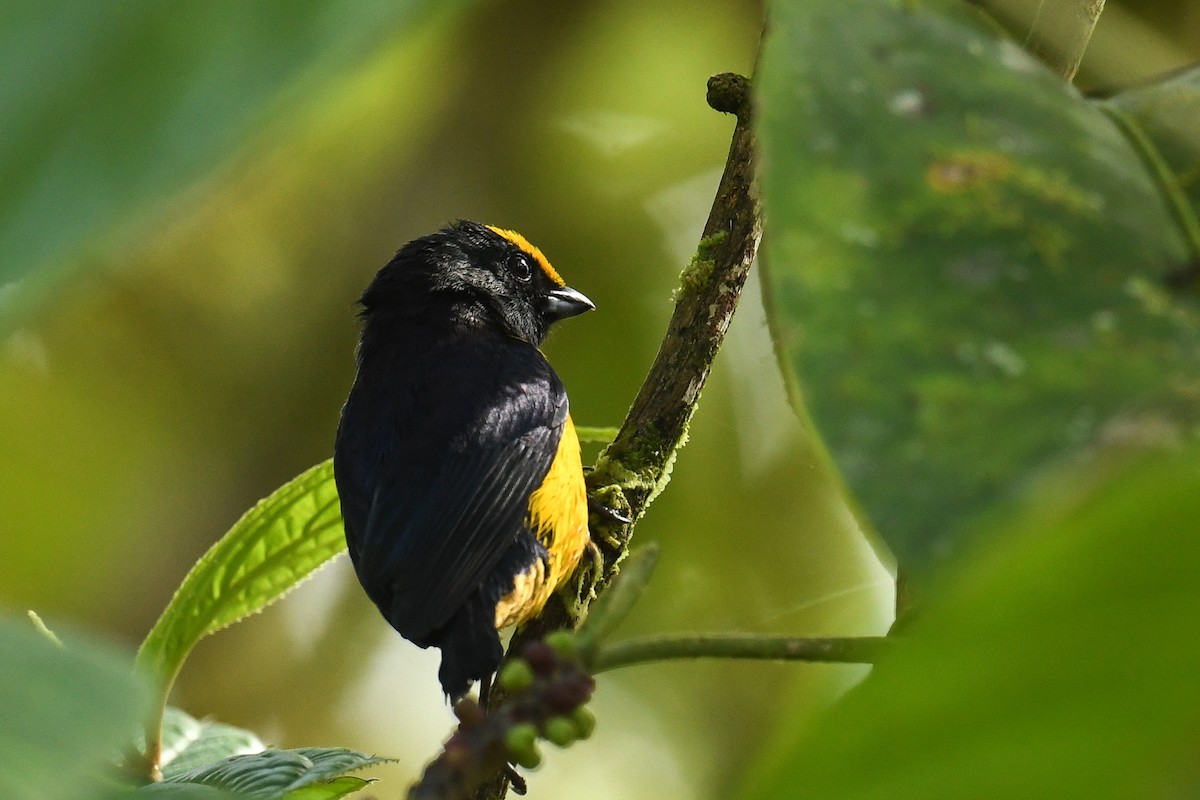 Orange-bellied Euphonia - ML627859959