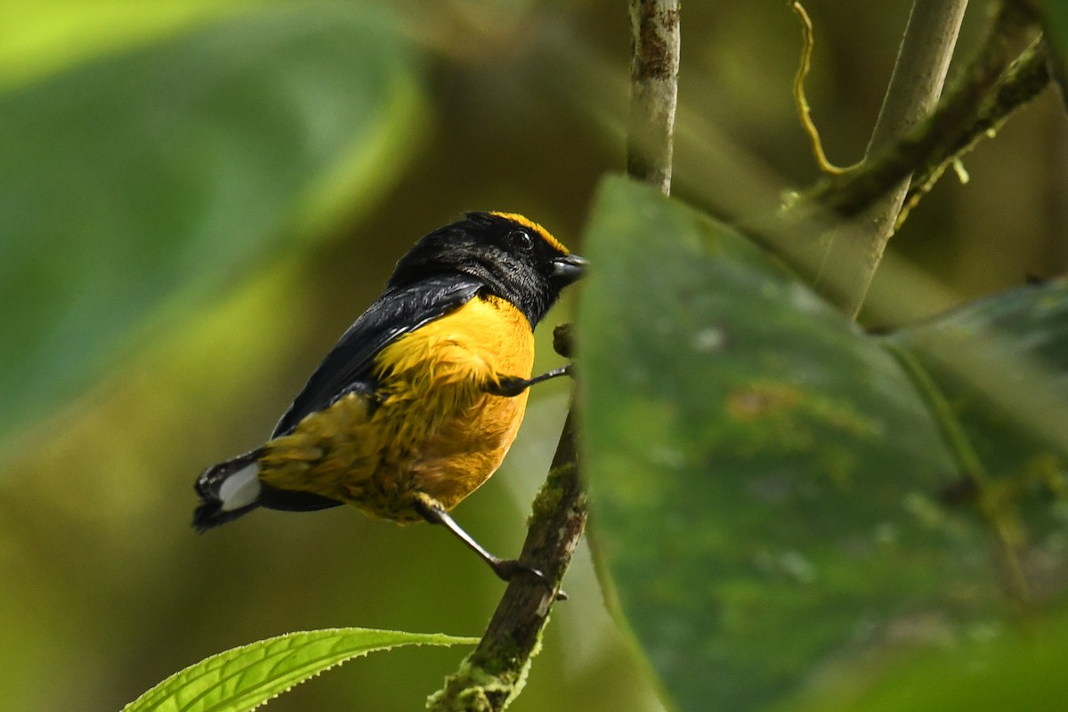 Orange-bellied Euphonia - ML627859961