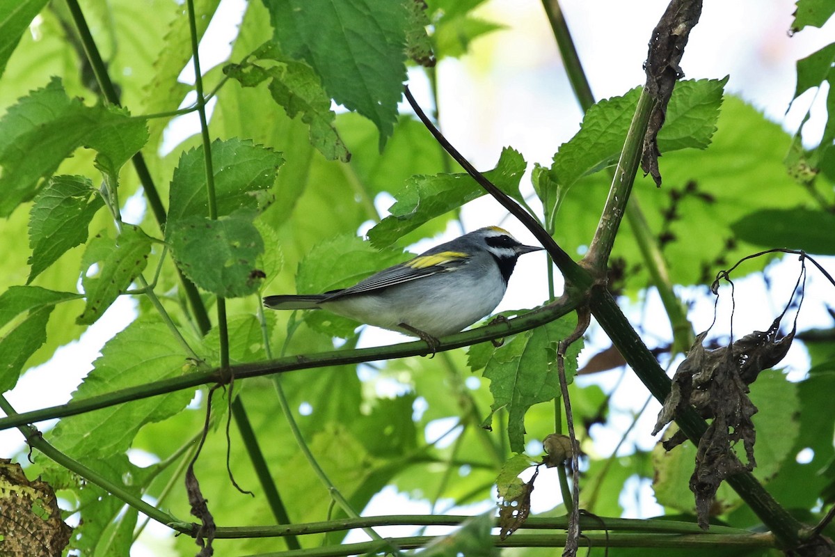 Goldflügel-Waldsänger - ML627859974