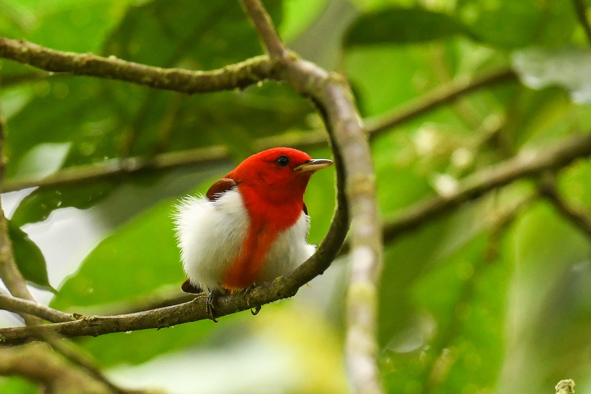 Scarlet-and-white Tanager - ML627860079