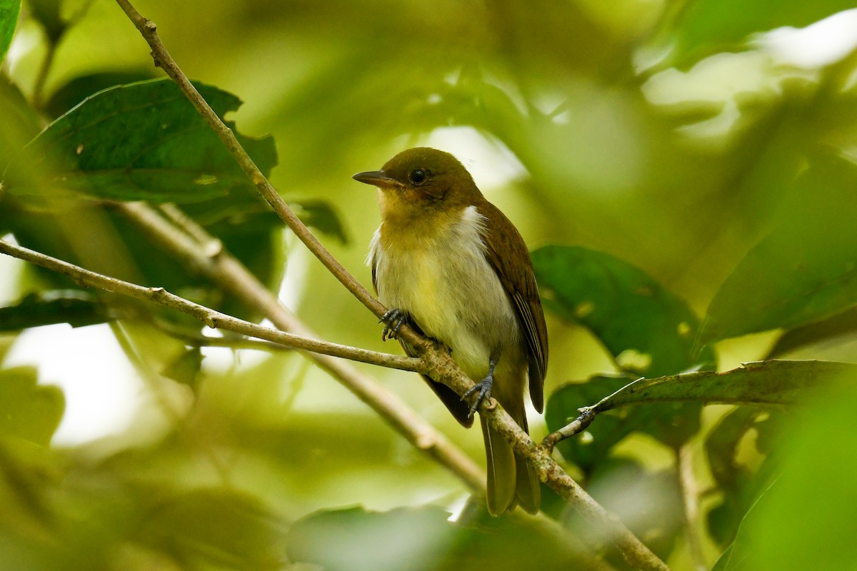 Scarlet-and-white Tanager - ML627860090