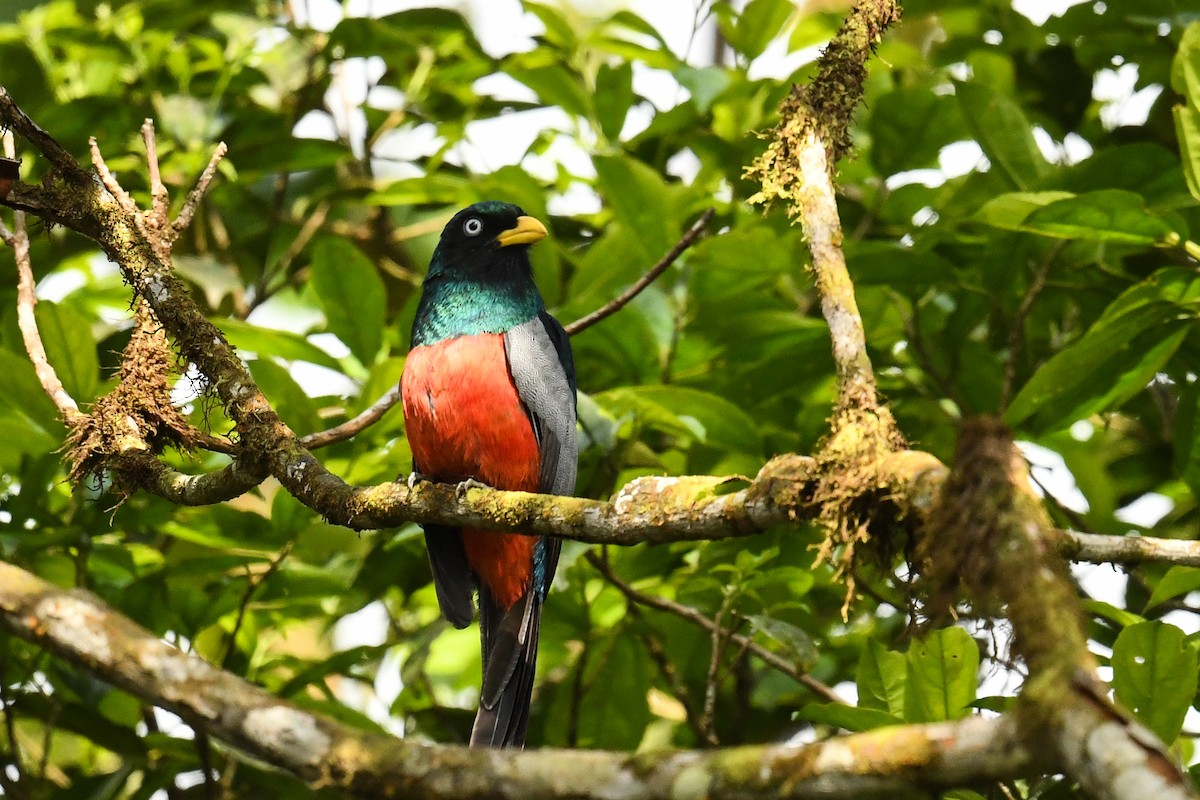 Blue-tailed Trogon - ML627860119