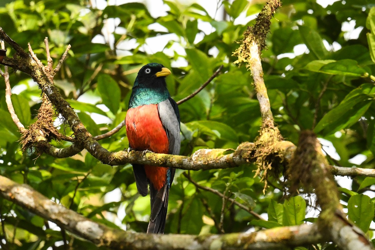 Lacivert Kuyruklu Trogon - ML627860119