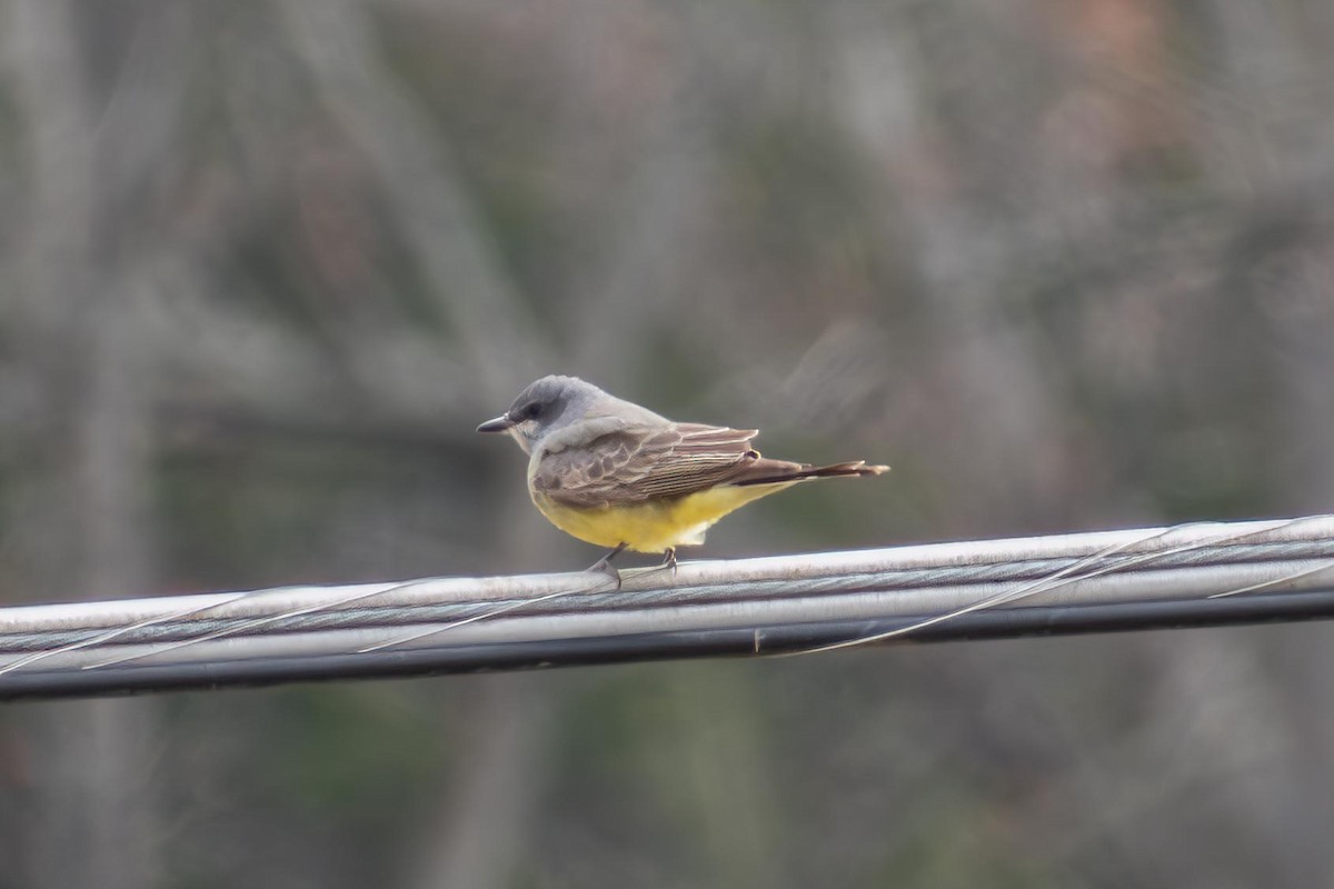 Cassin's Kingbird - ML627860127